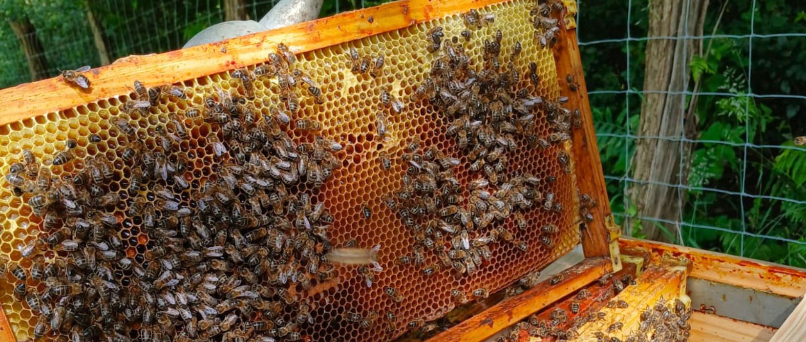 RUCHE ABEILLES